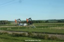 vaches et puits de pétrole - bienvenue en Alberta